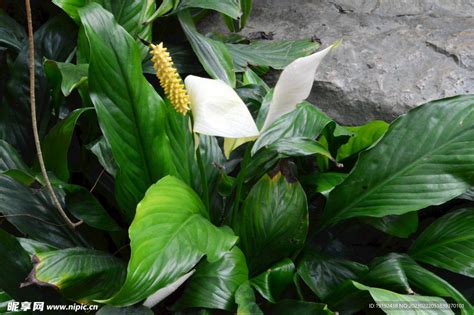 彎穗苞葉芋|弯穗苞叶芋 Spathiphyllum wallisii植物智[百科详情]